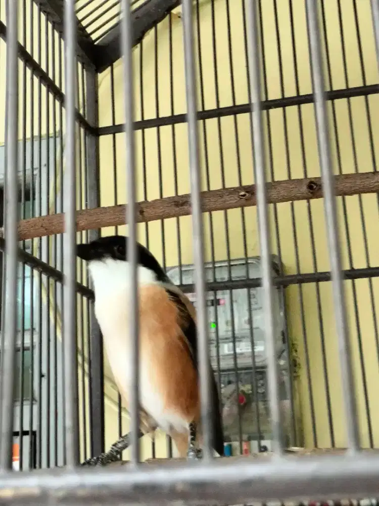 pentet sembur rajin mapan deker
