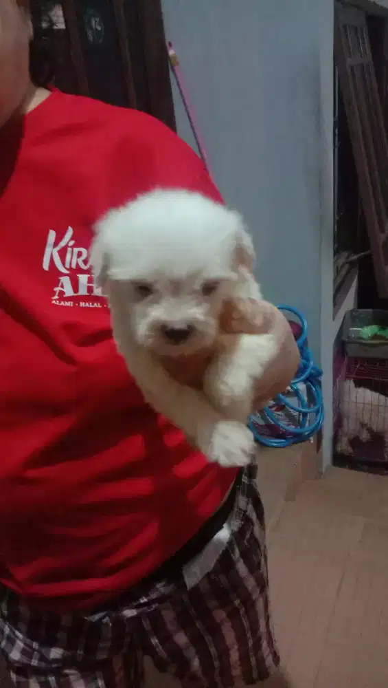 Maltese mini betina kosongan