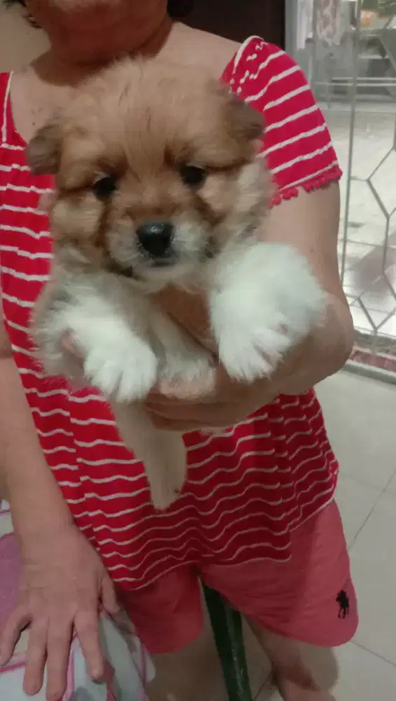 Minipom jantan kosongan