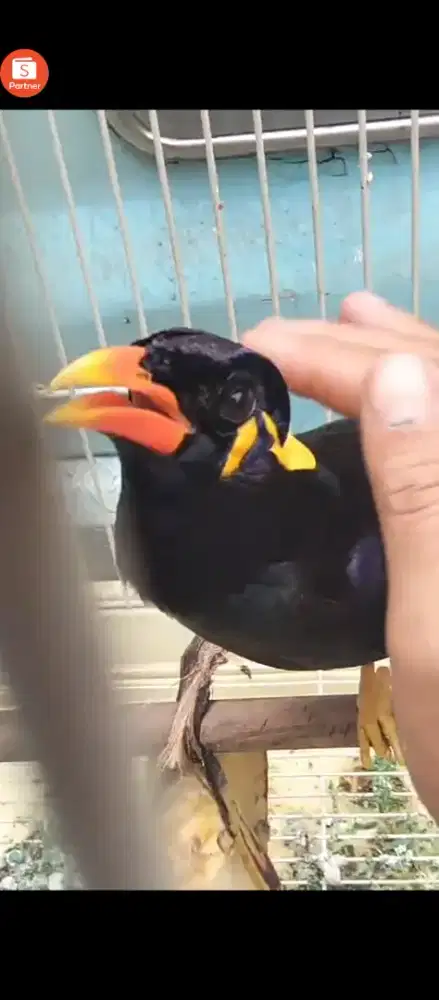 Burung hias dan pinter