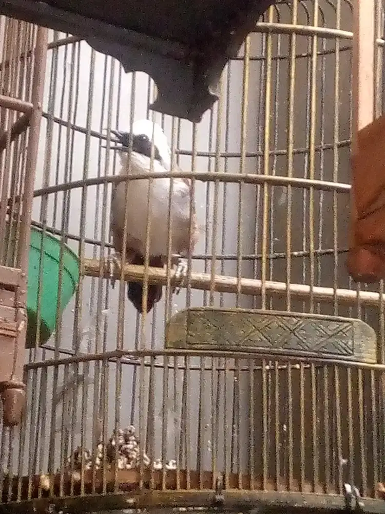Burung hias suara lantang