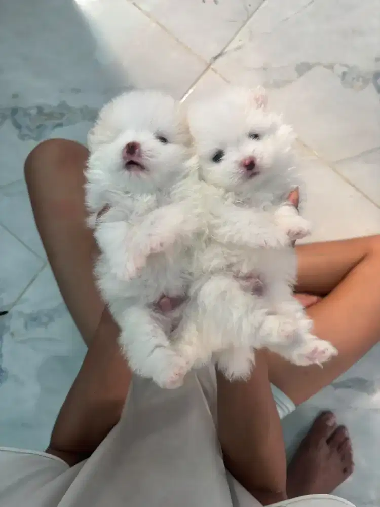 Mini pom jantan stambum