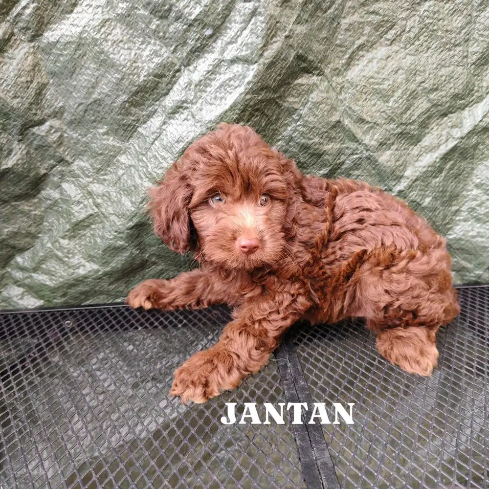 TOY POODLE (RARE COLOR)