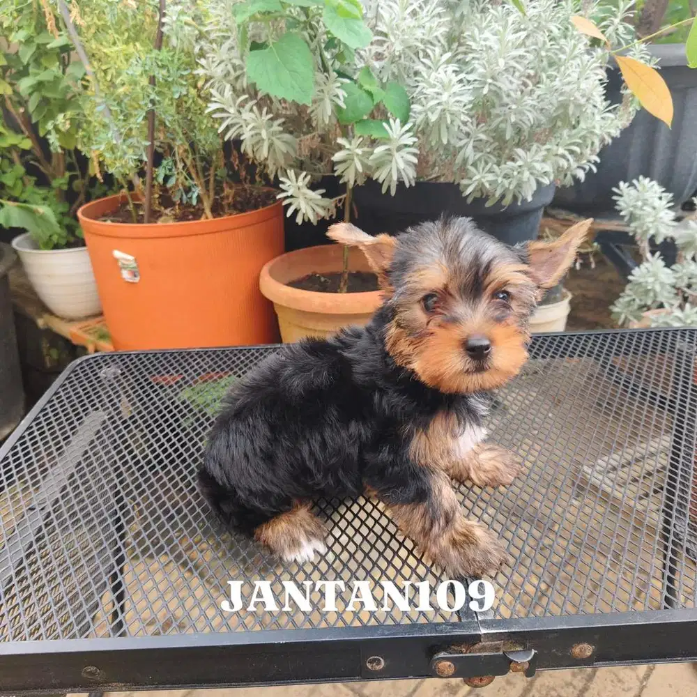 Yorkshire terrier (Yorkie)