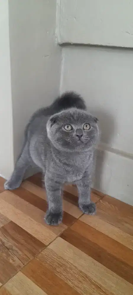 Kitten scottish fold