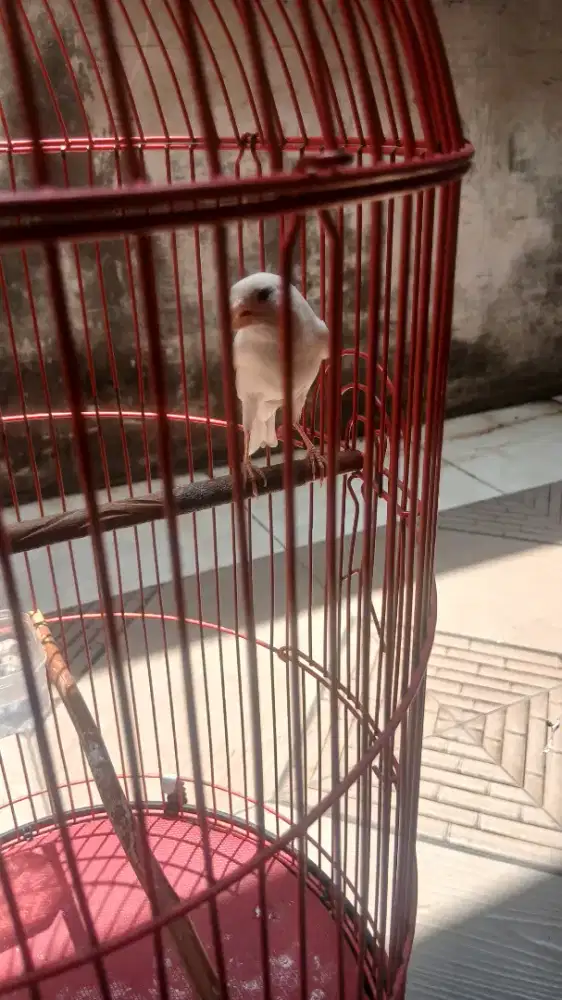 Burung kenari putih