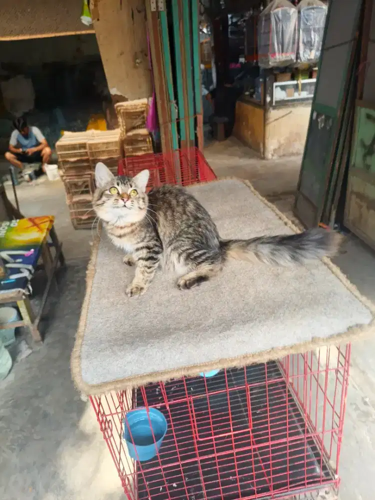 Persia betina 5 bulan