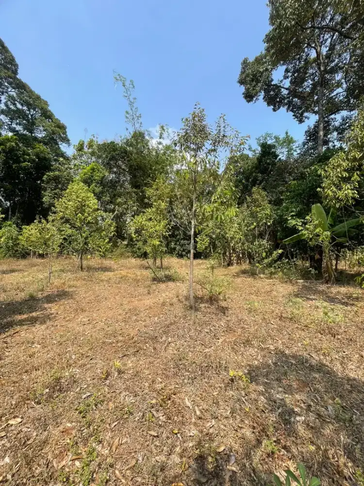 Dijual tanah luas cocok buat hunian dan investasi perkebunan