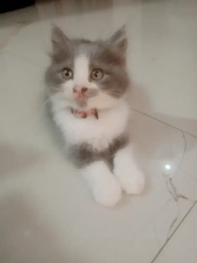 Kucing himalaya