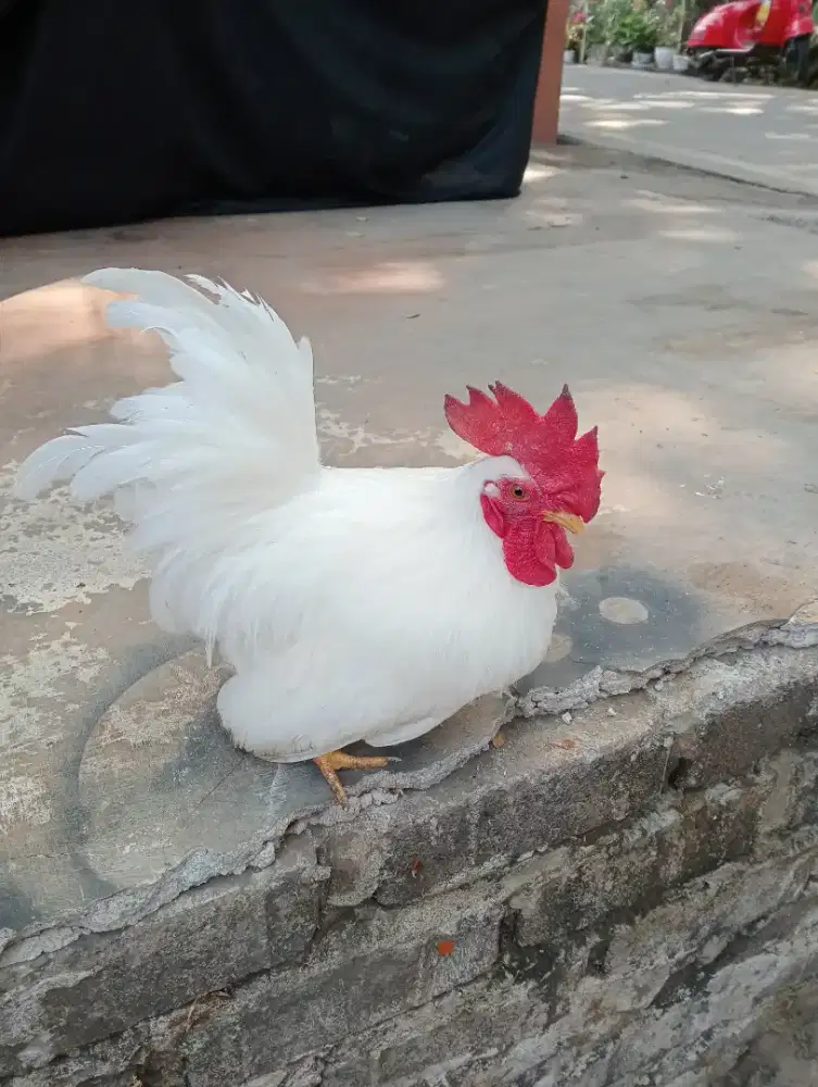 Ayam Kate chabo