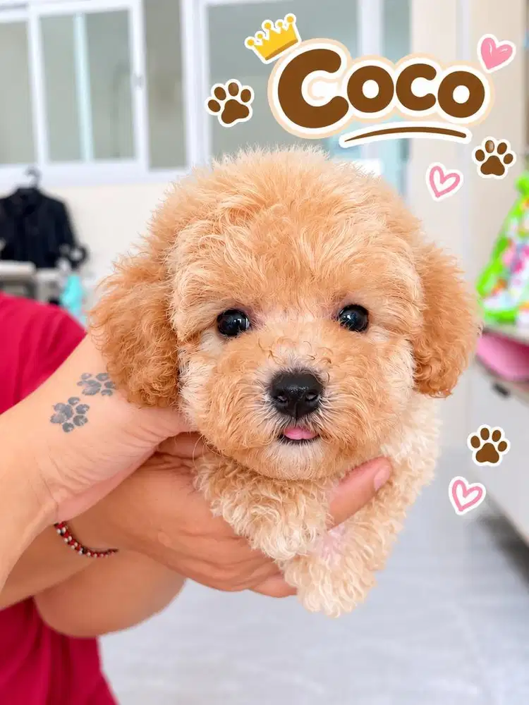 Poodle male murah