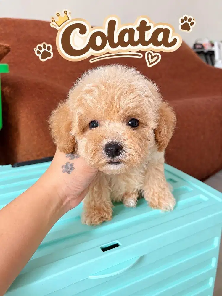 Colata poodle murah