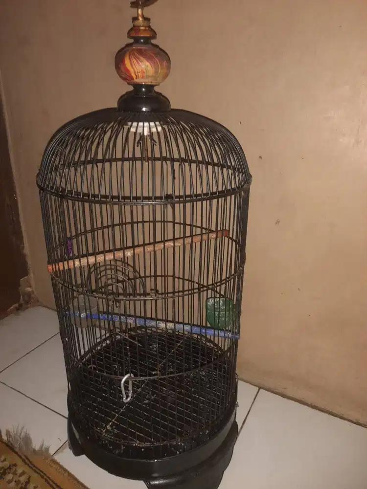 Kandang burung lovebird atau kenari.