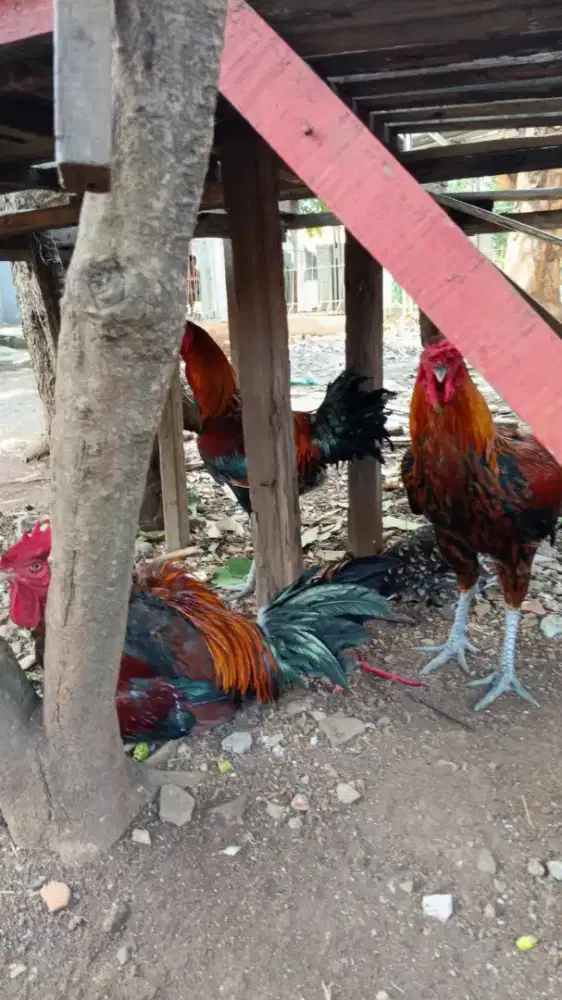 Jual ayam pelung