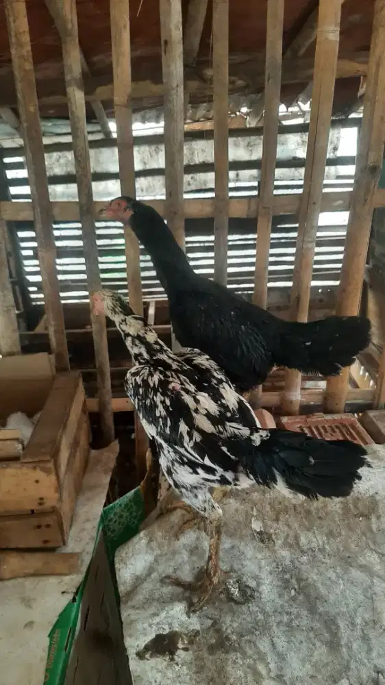 Ayam bangkok biang 500 2 ekor