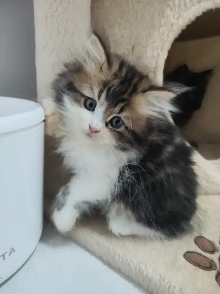 Kucing betina TABBY