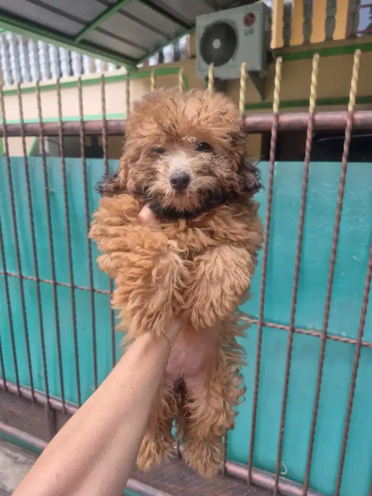 Murmer! Sale! Puppies kualitas bagus.