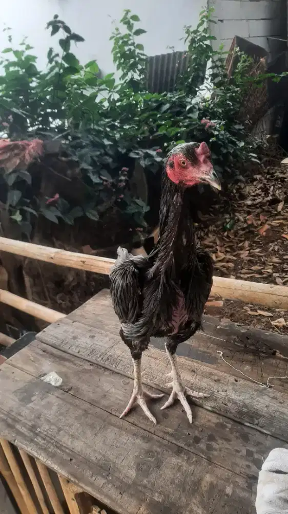 Ayam bangkok biang jalu