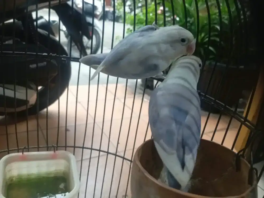 Lovebird indukan pasangan -pasbir x pasvio