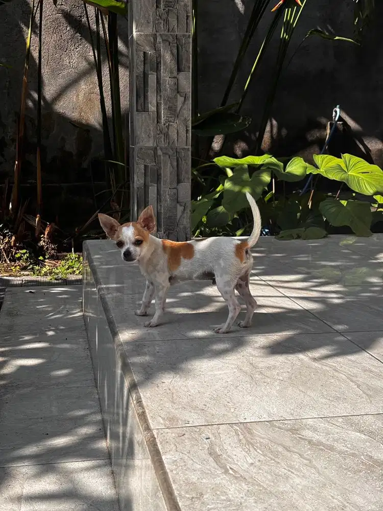 Chihuahua Jantan