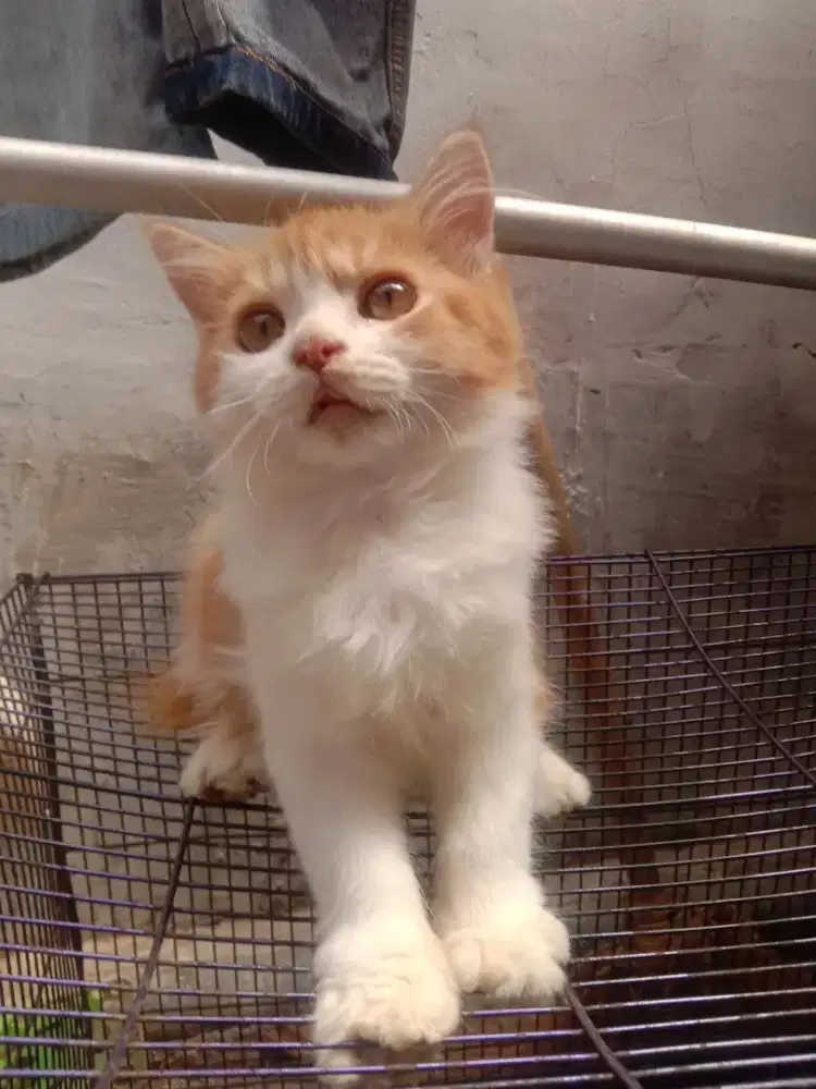kitten persia jantan 4bl