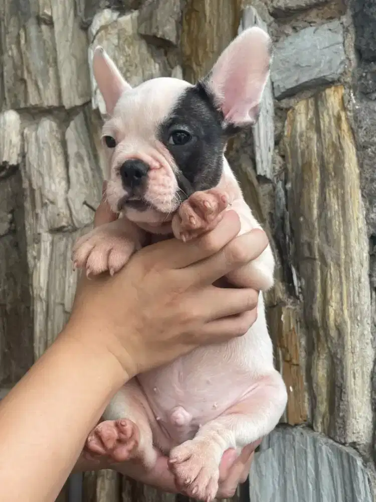 Jual anjing French Bulldog jantan