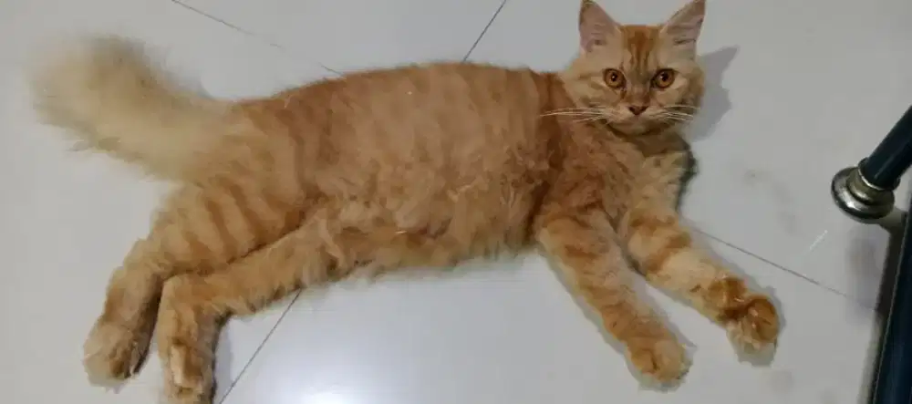 Persia Betina Proven Non Pet 3thn