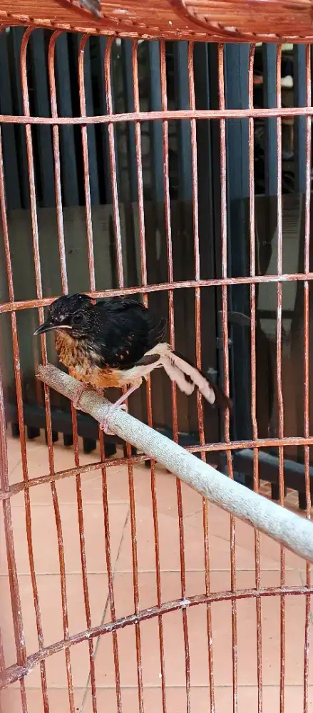 Burung murai batu