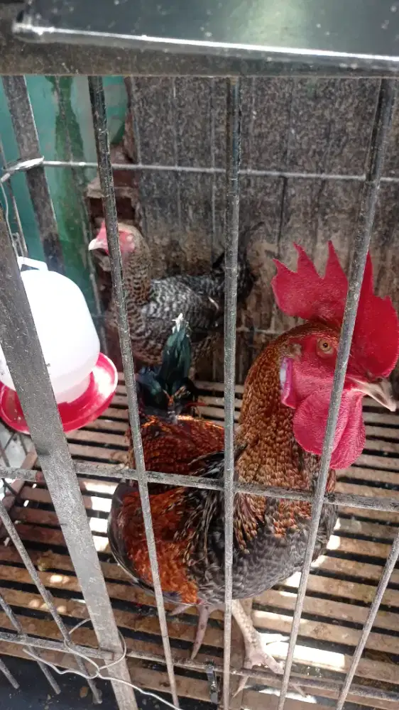 Ayam Pelung Jantan & Betina