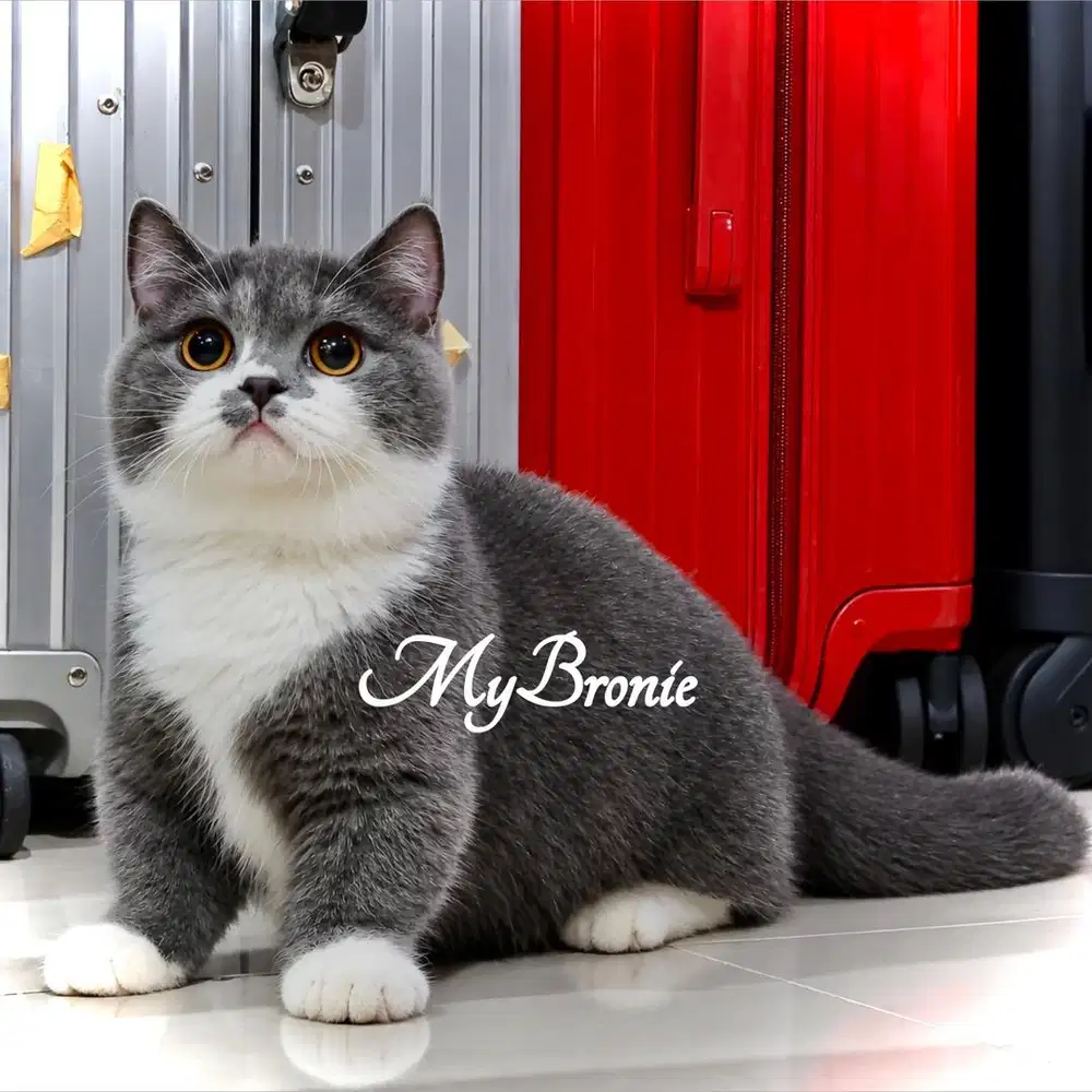 Kucing munchkin british shorthair ganteng