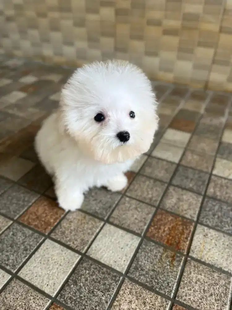 Tiny bichon betina