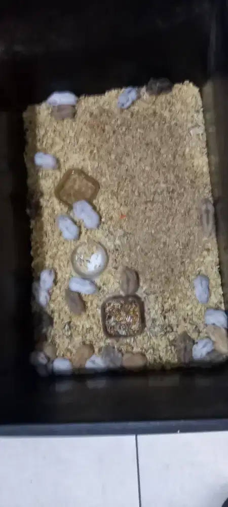 Hamster winter white