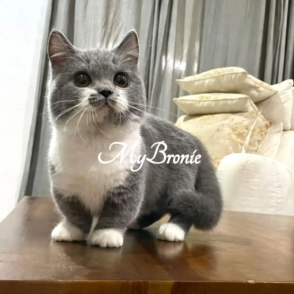 Kucing munchkin british shorthair betina