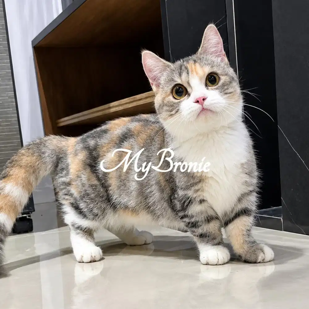 Kucing munchkin british shorthair betina tricolor
