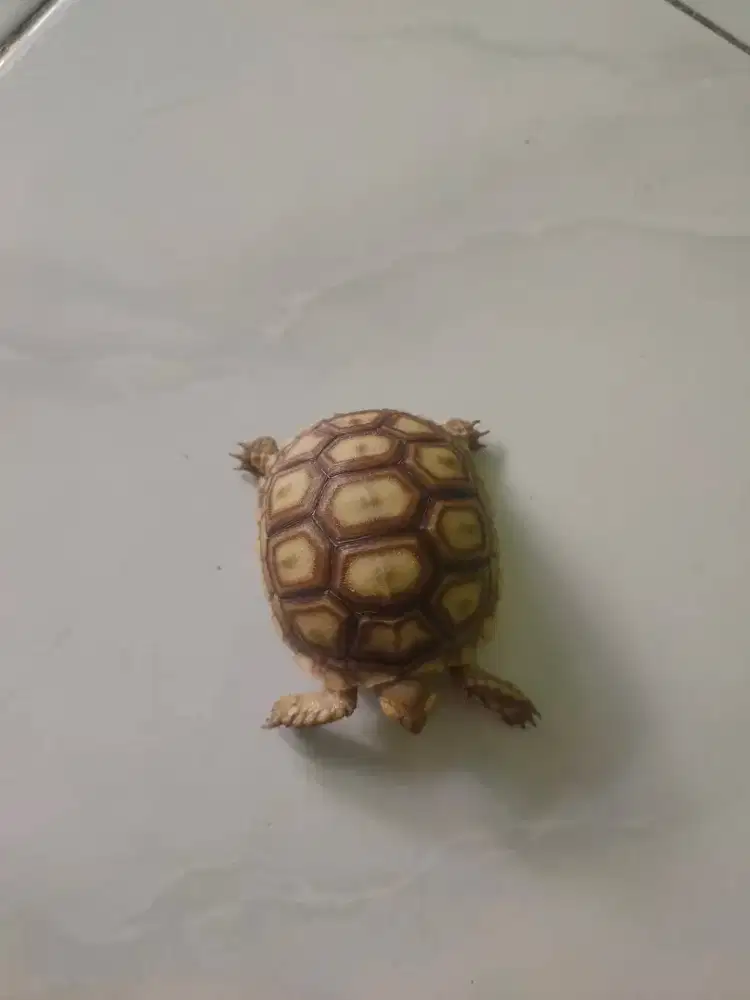 Baby sulcata kura kura darat