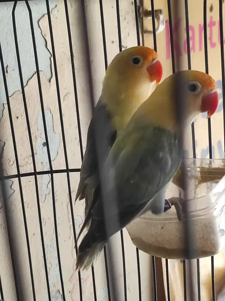 Lovebird betina - pb violet, pb turquoise