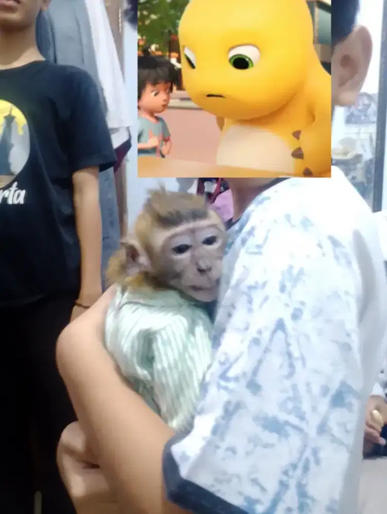 hewan lucu bgt nih