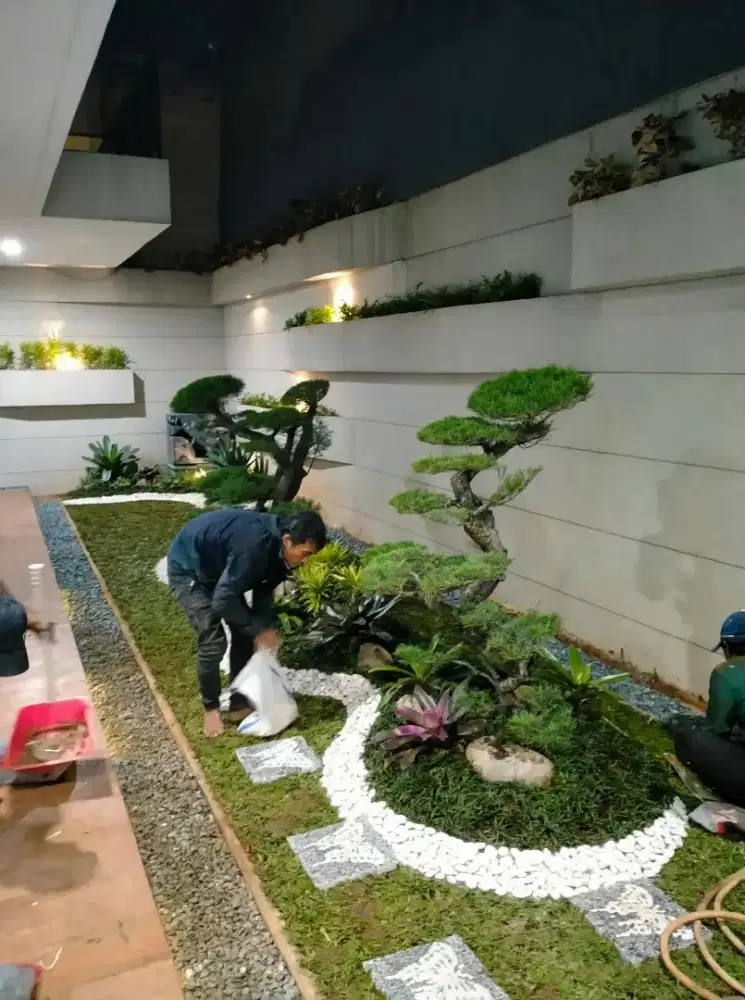Rumput gajah mini harga termasuk ongkir dan jasa tanam 40.000/meter