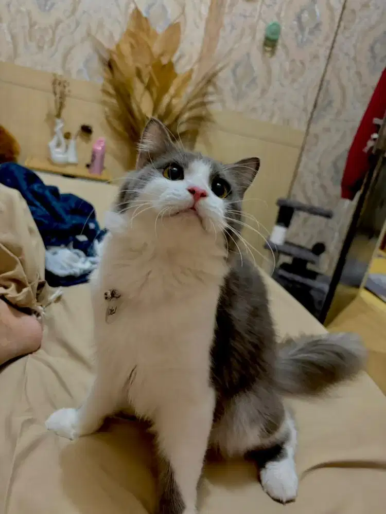 Kucing Jantan Persian Mixed
