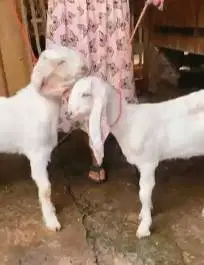 sepasang bakalan kambing etawa senduro 5-6 bln TB 60-65cm siap ternak