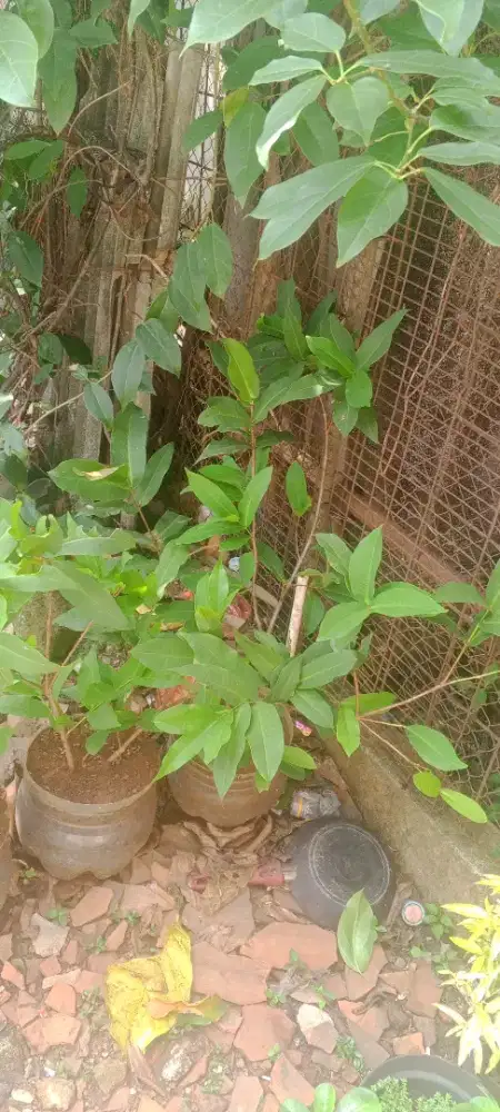 Pohon buah cangkokan pohon jambu air citra buah merah