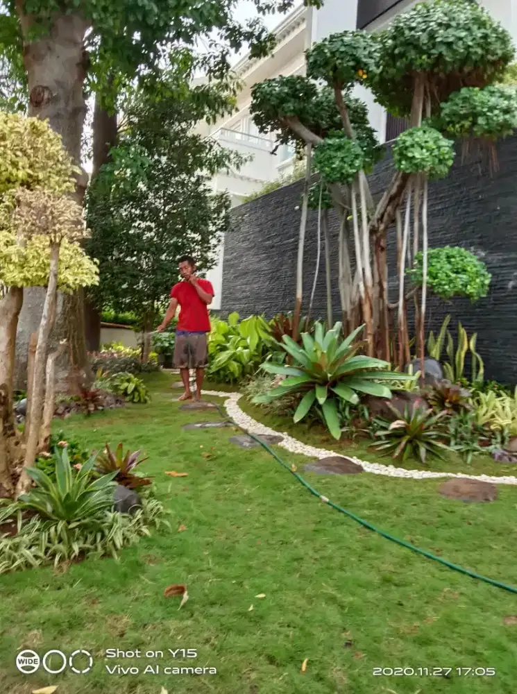 Rumput gajah mini harga termasuk ongkir dan jasa tanam 40.000/meter