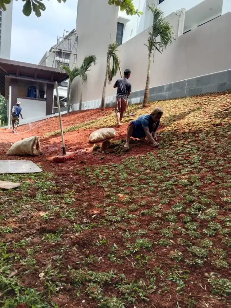 Rumput gajah mini harga termasuk ongkir dan jasa tanam 40.000/meter