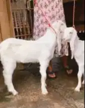 sepasang bakalan kambing etawa senduro 5-6 bln TB 60-65cm siap ternak