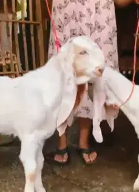 sepasang bakalan kambing etawa senduro 5-6 bln 1 jantan 1 betina super