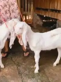 sepasang bakalan kambing etawa senduro 5-6 bln 1 jantan 1 betina puas