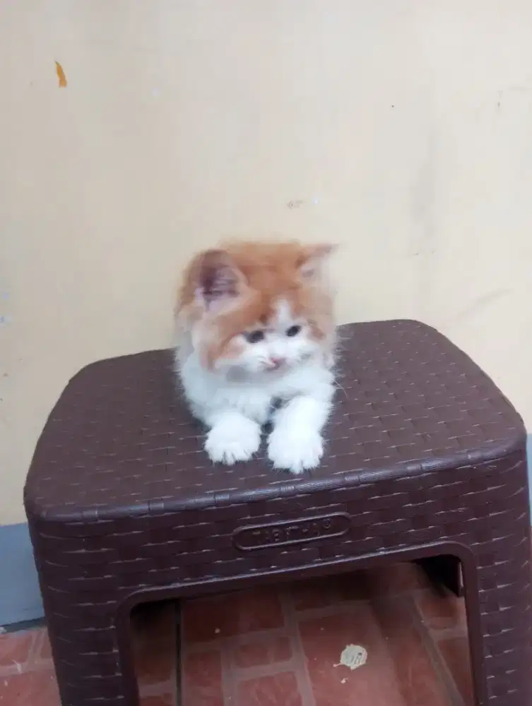 ANAK KUCING PERSIA