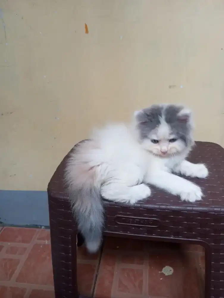 ANAK KUCING PERSIA LUCU