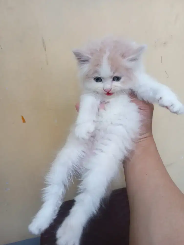 ANAK KUCING PERSIA LUCU