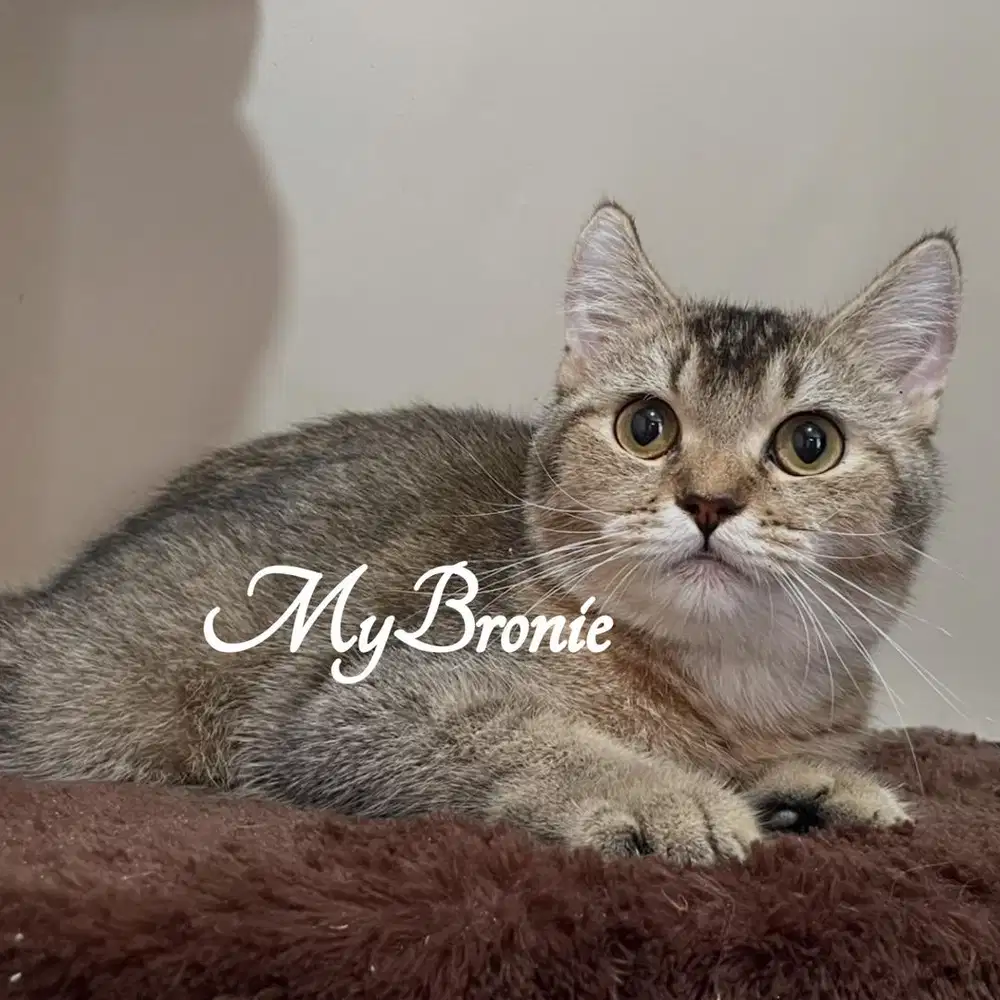 Kucing scottish straight SEMI HIBAH